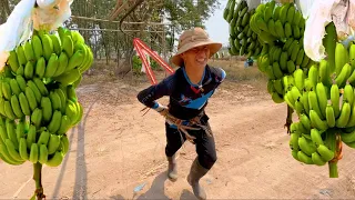 I worked at a banana plantation in Honduras for one day 🍌🇭🇳  How bananas are grown, cut & packaged