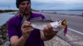 Roadside Speckled Trout Fishing (Grand Isle)