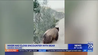 Bear comes within arm's length of runner on Mt. Wilson Trail