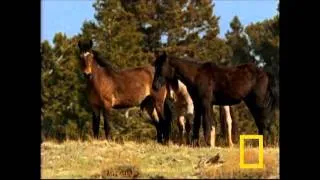 CRAZY HORSES by THE OSMONDS