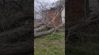 huge tree destroyed our house??  #storm #stormdamage #notgood