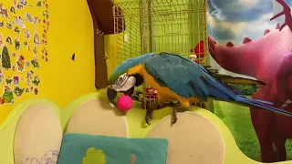 Попугай ара и розовый мячик / macaw and a ball