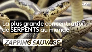 La plus grande concentration de serpents au monde ! - ZAPPING SAUVAGE