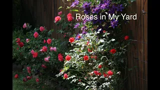 Roses in My Yard
