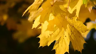 ОСЕННИЕ ПЕЙЗАЖИ ПОД РАССЛАБЛЯЮЩУЮ МУЗЫКУ AUTUMN LANDSCAPES TO CALM MUSIC RELAXING MUSIC