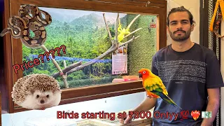 Birds starting at ₹300 only EXOTIC PETS LUDHIANA