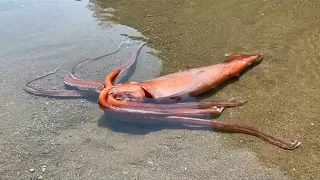 Giant squid washed ashore alive in Japan | AFP