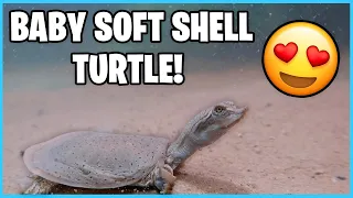 How to Care for a Softshell Turtle! (Quick care guide)