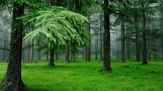 Rain, forest, singing birds Singing birds on a rainy day Forest filled with sounds of nature