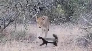 Honey badger VS Lion at Serengeti National Park Tanzania