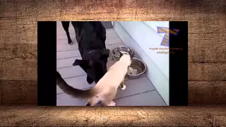 LOL Funny cats annoying dogs - Cute animal compilation