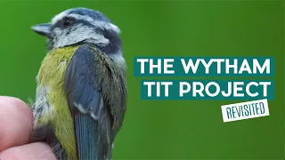 The Wytham Tit Project – Revisited | Wytham Woods