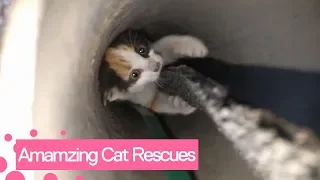 Amazing Cat Rescues | Real Life Heroes!