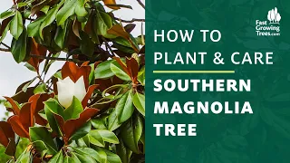 Southern Magnolia Tree | How to Plant & Care