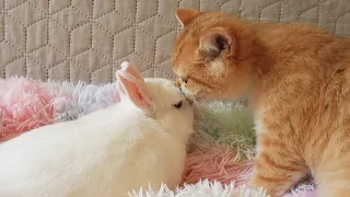 It’s good when you have a friend | Cute kitten Kisses a Bunny