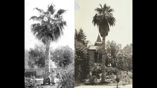 The First Palm Tree in Phoenix