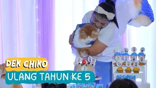 Dek Chiko Ulang tahun ke 5. funny video cute cat animal trending viral kucing adsense pet dog anjing