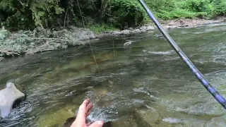 trout fishing East Tennessee, little pigeon River,