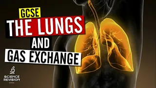 GCSE Science Biology (9-1) - The Lungs and Gas Exchange