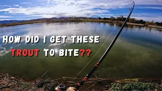 How Did I Get Stubborn Trout To Bite? - I Found A Solution (Prado Lake Trout Fishing)