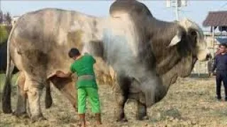 is this the biggest bull cow in Nigeria, west Africa #cow #bull