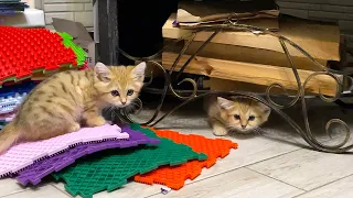 SAND CAT MEETS A NEW MEMBER OF THE CAT FAMILY