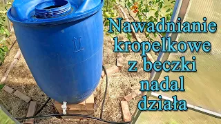 Nawadnianie kropelkowe z beczki nadal działa - Ogrodowe pierdamony 167