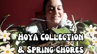 Hoya Plant Collection Tour + 6 Healthy Hoya Habits