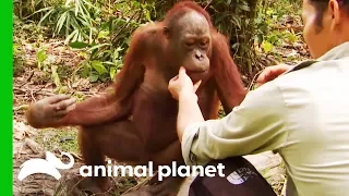 Will Jordan's Finger Need To Be Amputated? | Orangutan Island