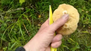 Поездка за грибами