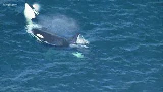 J-Pod orca Tahlequah (J35) gives birth to new calf