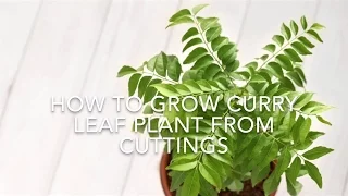 How To Grow Curry Leaf Plant From Cuttings // Using Rooting Hormone// Kitchen Gardening Ideas.