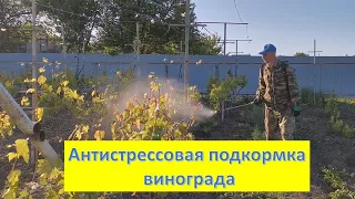 В южных регионах заморозки/Антистрессовая обработка винограда/Борьба с кротами