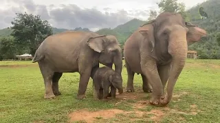 Pyi Mai family are roaming in the park- EleFlix