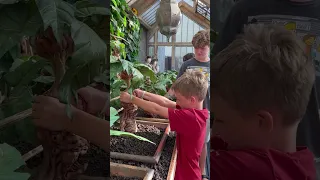 Herbology class, repotting mandrakes!