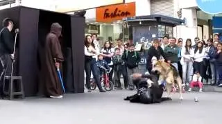 Cachorro rouba a cena numa apresentação de Star Wars