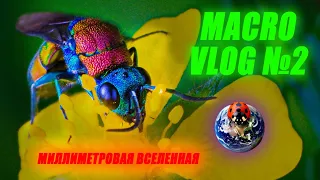 MACRO VLOG №2 ОСА БЛЕСТЯНКА, ЖУК МАЙКА И ДРУГИЕ.... от 19.04.2024