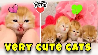 Cute and Cat♥️ Videos to Keep🥰 You Smiling!🐾