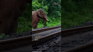 Train drivers on collisions with elephants in Assam #shorts