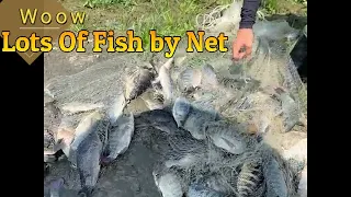 Wow , Lots Of Fish by Net Catching , Net|Cast Net | Fishing Nets , |Casting Net  , Fishnet