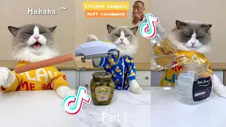 That Little Puff | Cats Make Food 😻 | Kitty God & Others | TikTok 2024 #42