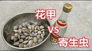 花甲放入50度白酒中，“寄生虫”看看有多少？一起看看吧