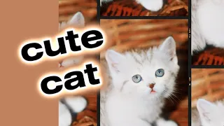 cute little baby kitten funny video #kitten #cute #catlover