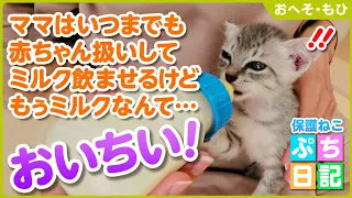 【子猫保護】イヤイヤ...からのミルクがぶ飲み！【おへそ・もひ④】