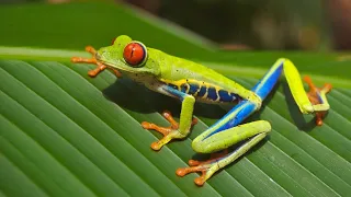 RARE!! Red Eyed Tree Frog Sighting!! Tortuguero National Park, Costa Rica