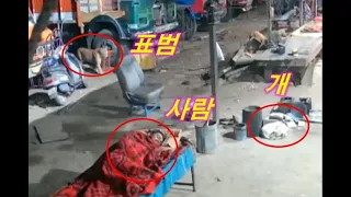 Ep.160 밖에서 자고 있는데 습격한 표범. 개코원숭이 새끼사슴을 구하다!! 운좋은 물소A leopard attacked. save a baboon's baby deer