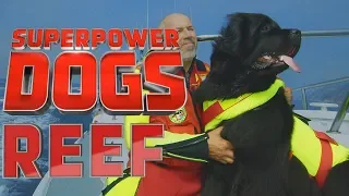 Filming Reef, the fearless Italian water rescue dog | Superpower Dogs