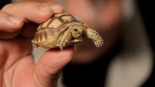 3 Care Tips for Sulcata Tortoises | Pet Reptiles