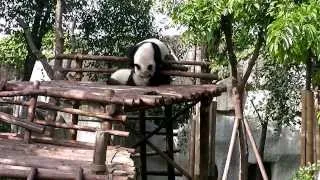 Панда-мама и непослушный малыш.
