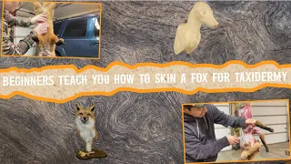 Beginners teach you how to skin a fox for taxidermy